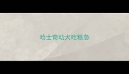 哈士奇幼犬吃粮急