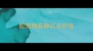 蛇宠物品种以及价格