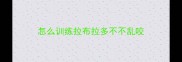 怎么训练拉布拉多不不乱咬