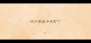 哈士奇鼻子被咬了