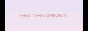 边牧牧羊犬牧羊需要训练吗