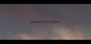 边牧每天梳毛还会脱毛吗