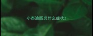小泰迪肠炎什么症状