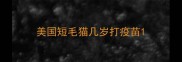 美国短毛猫几岁打疫苗