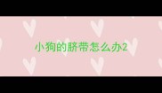 小狗的脐带怎么办