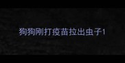 狗狗刚打疫苗拉出虫子