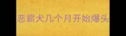 恶霸犬几个月开始爆头