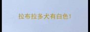拉布拉多犬有白色