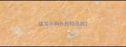 描写小狗外形特点的