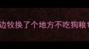 边牧换了个地方不吃狗粮