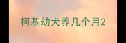 柯基幼犬养几个月
