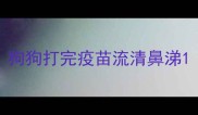 狗狗打完疫苗流清鼻涕