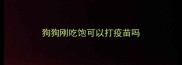 狗狗刚吃饱可以打疫苗吗
