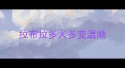 拉布拉多犬多变温顺