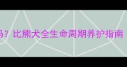 比熊犬1岁就成年了吗比熊犬全生命周期养护指南附成年后护理要点