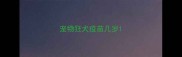 宠物狂犬疫苗几岁