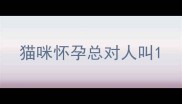 猫咪怀孕总对人叫
