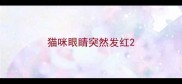 猫咪眼睛突然发红