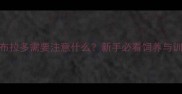 8个月大拉布拉多需要注意什么新手必看饲养与训练全攻略