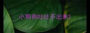 小狗有吐吐不出来