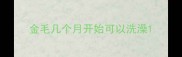 金毛几个月开始可以洗澡