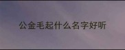 公金毛起什么名字好听