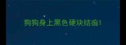 狗狗身上黑色硬块结痂