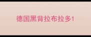 德国黑背拉布拉多