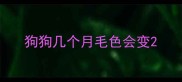 狗狗几个月毛色会变
