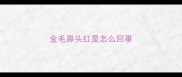 金毛鼻头红是怎么回事