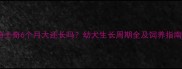 哈士奇6个月大还长吗幼犬生长周期全及饲养指南