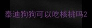 泰迪狗狗可以吃核桃吗
