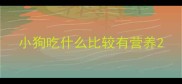 小狗吃什么比较有营养