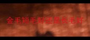 金毛短毛好还是长毛好