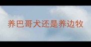 养巴哥犬还是养边牧