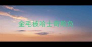金毛被哈士奇欺负