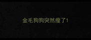 金毛狗狗突然瘦了