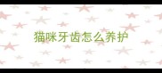 猫咪牙齿怎么养护