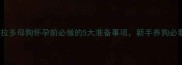 拉布拉多母狗怀孕前必做的5大准备事项新手养狗必看