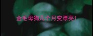 金毛母狗几个月变漂亮