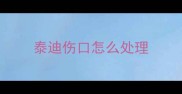 泰迪伤口怎么处理