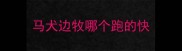 马犬边牧哪个跑的快