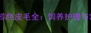 拉布拉多成犬棕色皮毛全饲养护理与常见问题指南