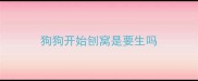 狗狗开始刨窝是要生吗