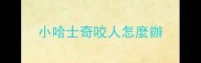 小哈士奇咬人怎麼辦