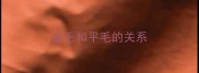 金毛和平毛的关系