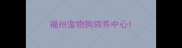 福州宠物狗领养中心
