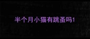 半个月小猫有跳蚤吗