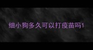 细小狗多久可以打疫苗吗