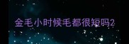 金毛小时候毛都很短吗